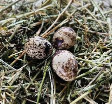 Coturnix quail hatching eggs