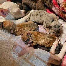Chiots Chihuahuas à réservé de Cloridorme