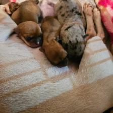 Chiots Chihuahuas à réservé de Cloridorme - Photo 2
