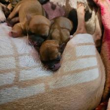 Chiots Chihuahuas à réservé de Cloridorme - Photo 5