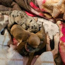 Chiots Chihuahuas à réservé de Cloridorme - Photo 7