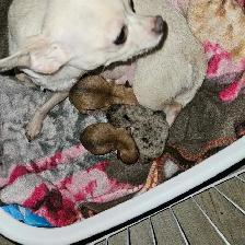 Chiots Chihuahuas à réservé de Cloridorme - Photo 8