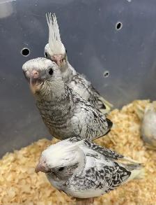 Cocktail baby's.