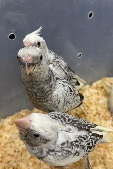 Cocktail baby's. - Photo 2