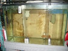 FOR SALE 45 GALLON AQUARIUM FRESH WATER SET UP $175 - Photo 2