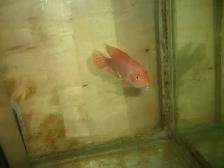 FOR SALE 45 GALLON AQUARIUM FRESH WATER SET UP $175 - Photo 4