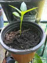 Guyana Trinidad Seasoning Wiri Pepper Plants seedings Organic - Photo 2