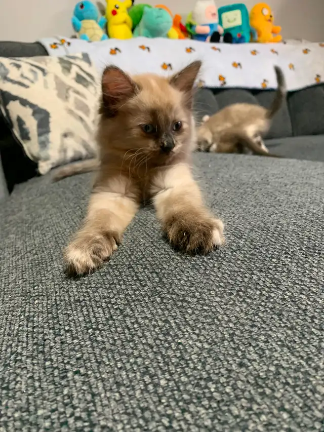 8-9 weeks old kittens ready for a new home!