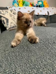 8-9 weeks old kittens ready for a new home!