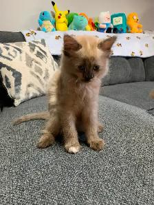 8-9 weeks old kittens ready for a new home! - Photo 2