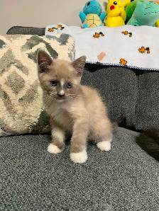8-9 weeks old kittens ready for a new home! - Photo 3