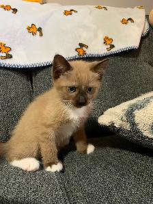 8-9 weeks old kittens ready for a new home! - Photo 4