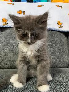 8-9 weeks old kittens ready for a new home! - Photo 5