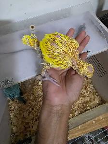 Indian ringneck Baby Lutino