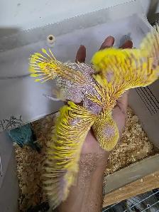 Indian ringneck Baby Lutino - Photo 2