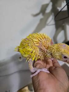 Indian ringneck Baby Lutino - Photo 3