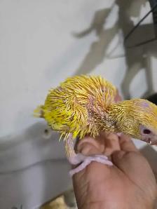 Indian ringneck Baby Lutino - Photo 4