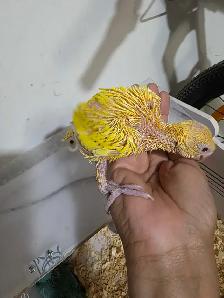 Indian ringneck Baby Lutino - Photo 5