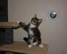 MAINE COON KITTENS - Photo 3