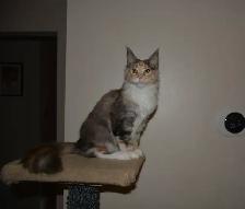 MAINE COON KITTENS - Photo 4