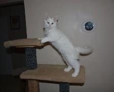 MAINE COON KITTENS - Photo 5