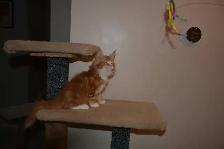 MAINE COON KITTENS - Photo 7
