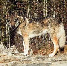 German Shepherd x Husky! - Photo 3