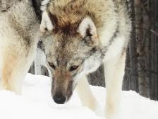 German Shepherd x Husky! - Photo 4