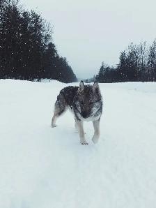German Shepherd x Husky! - Photo 5