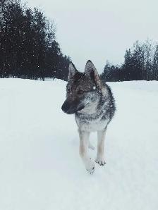 German Shepherd x Husky! - Photo 6