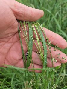 Lawn Mowing & Yard Maintenance – - Photo 2