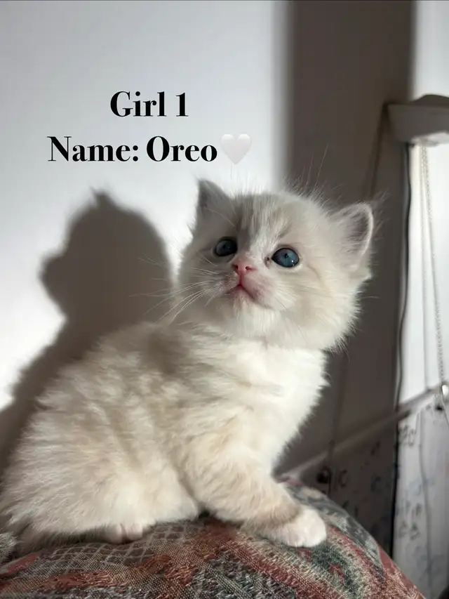 Vet-Certified Ragdoll Kittens - Looking For Loving Homes