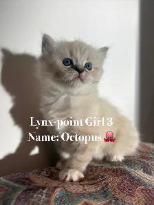 Vet-Certified Ragdoll Kittens - Looking For Loving Homes - Photo 5