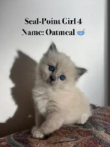 Vet-Certified Ragdoll Kittens - Looking For Loving Homes - Photo 6