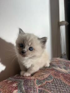 Vet-Certified Ragdoll Kittens - Looking For Loving Homes - Photo 7