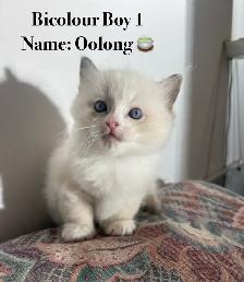 Vet-Certified Ragdoll Kittens - Looking For Loving Homes - Photo 8