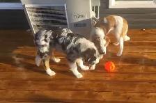 MISSING DOGS - Photo 2