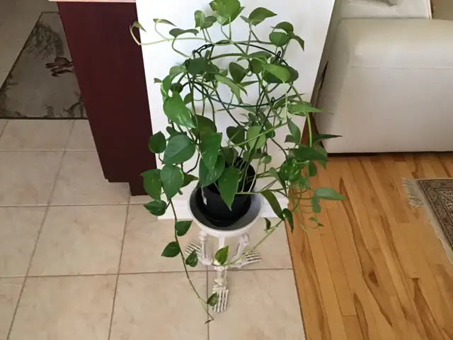 Plante naturelle intérieur