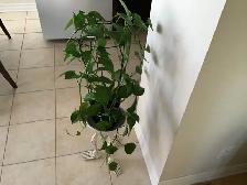 Plante naturelle intérieur - Photo 2
