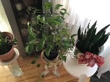 Plante naturelle intérieur - Photo 3