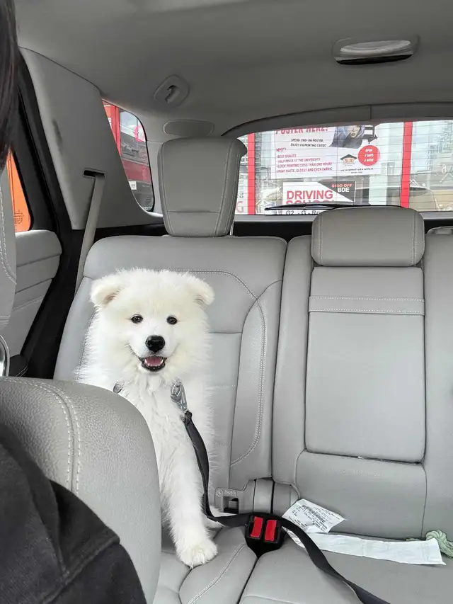 Purebred Samoyed Puppy