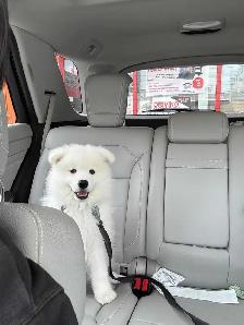Purebred Samoyed Puppy