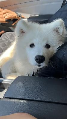 Purebred Samoyed Puppy - Photo 2