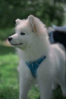 Purebred Samoyed Puppy - Photo 3