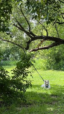 Purebred Samoyed Puppy - Photo 4