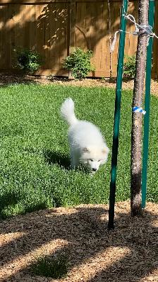 Purebred Samoyed Puppy - Photo 5