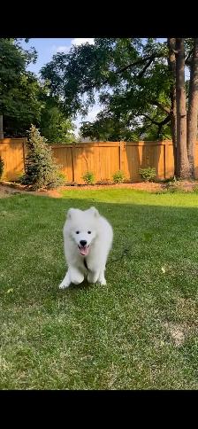 Purebred Samoyed Puppy - Photo 6