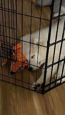 Purebred Samoyed Puppy - Photo 7