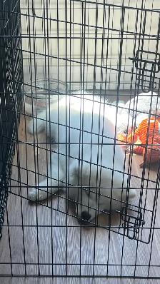 Purebred Samoyed Puppy - Photo 8