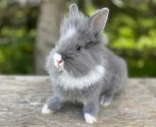 Sweet Little Bunnies Ready To Go!